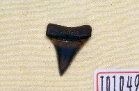 藏品(噬人鯊牙齒化石)的圖片